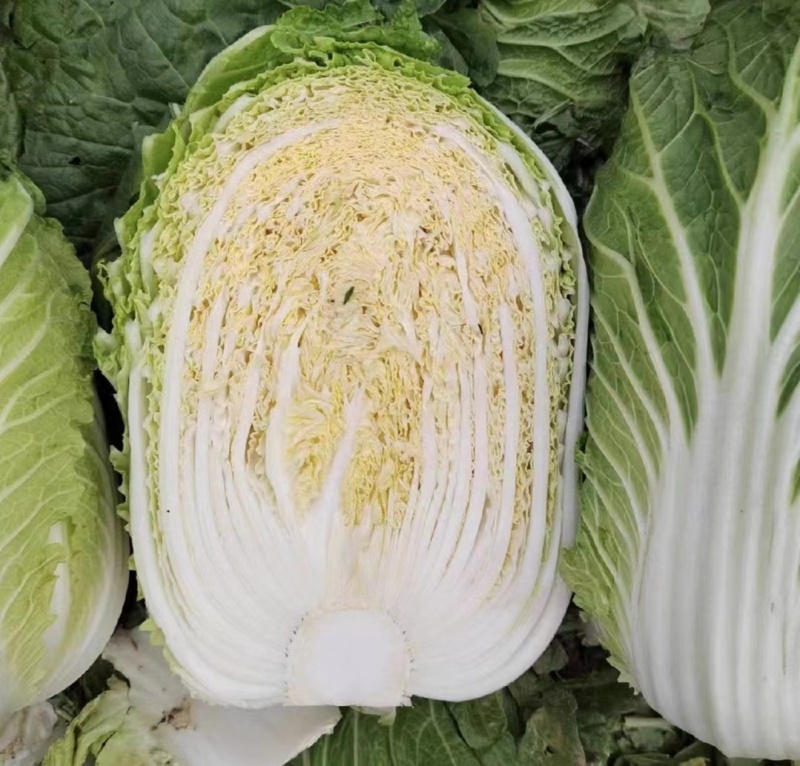 湖南白菜精品黄心白菜产地一手货源量大从优欢迎来电