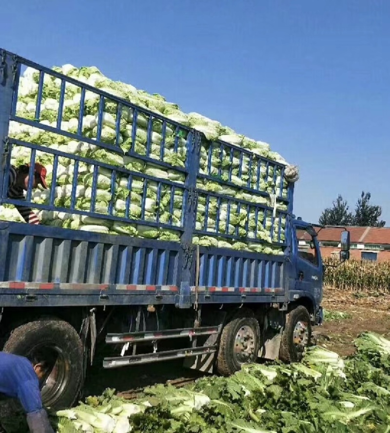 湖南白菜精品黄心白菜产地一手货源量大从优欢迎来电