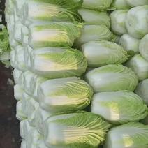 湖南白菜精品黄心白菜产地一手货源量大从优欢迎来电