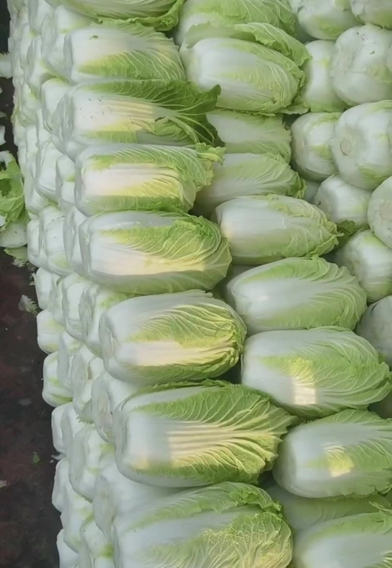 湖南白菜精品黄心白菜产地一手货源量大从优欢迎来电