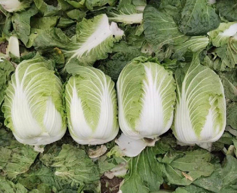 湖南白菜精品黄心白菜产地一手货源量大从优欢迎来电