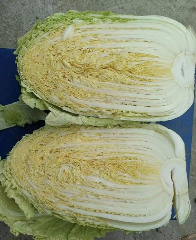 湖南白菜精品黄心白菜产地一手货源量大从优欢迎来电