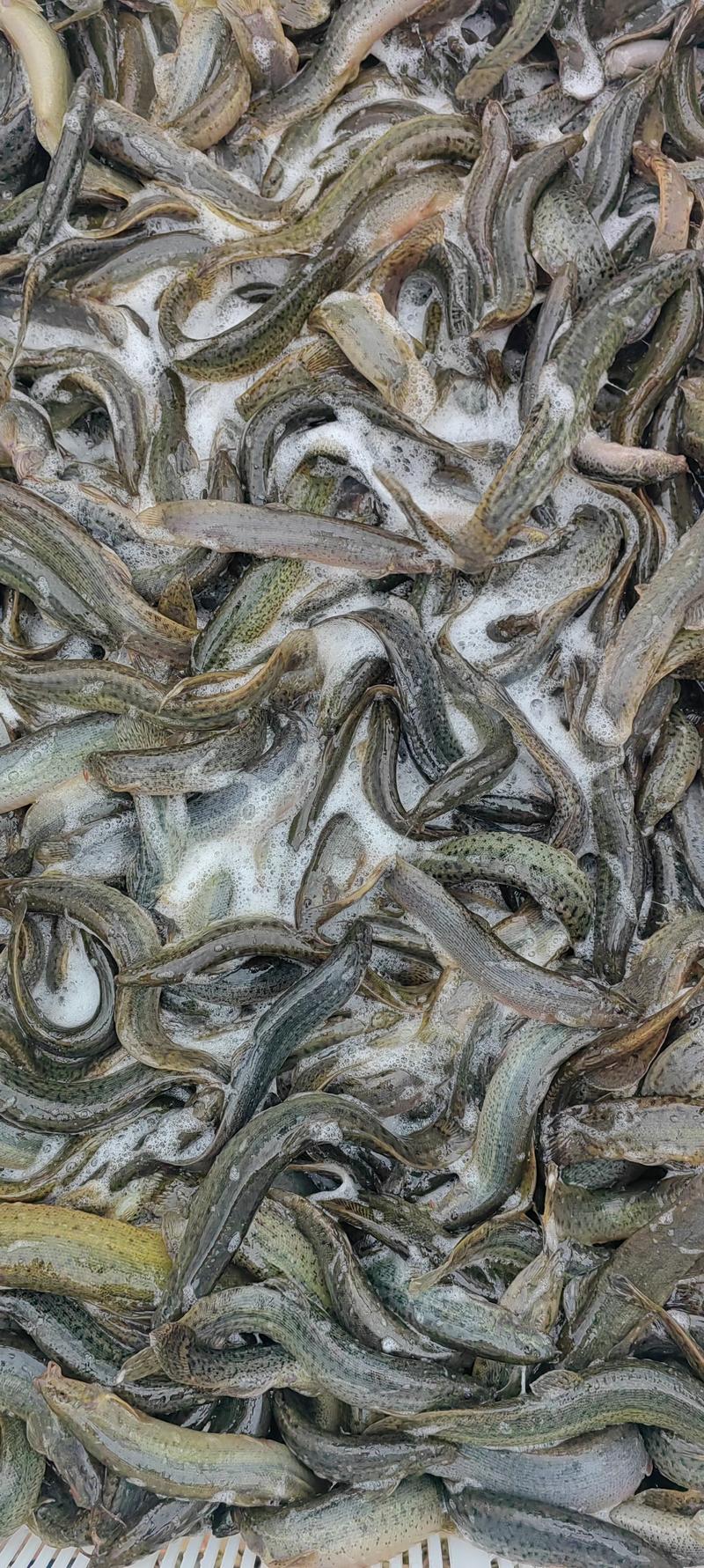 【精品】台湾泥鳅大量现货自产自销一手货源量大价优欢迎合作