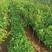 【蒙阳红甜石榴苗】种植基地直发根系发达，欢迎来电