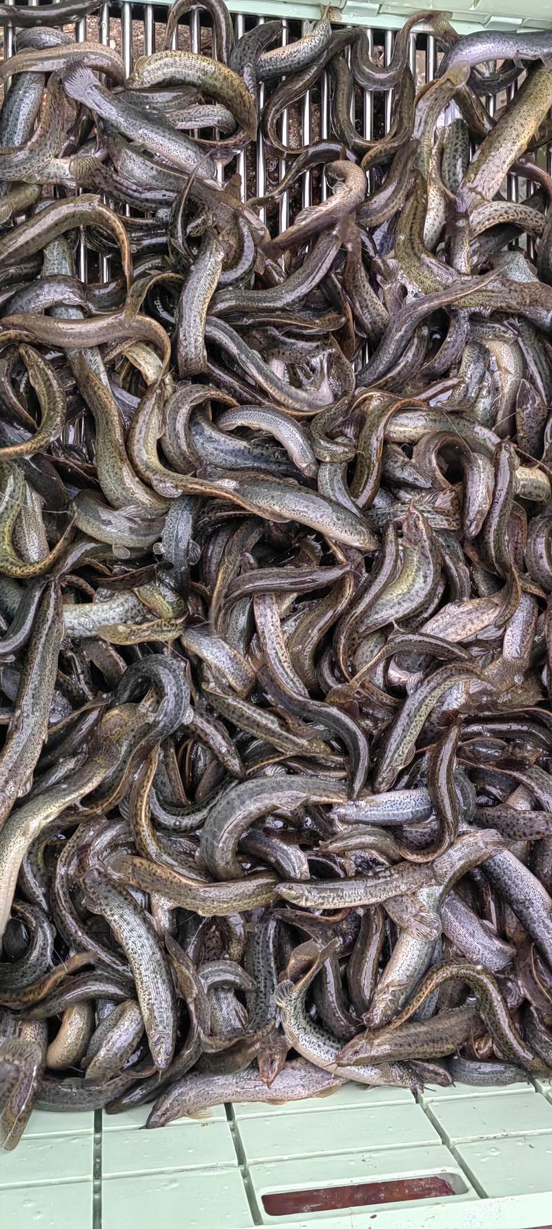 【正宗】台湾泥鳅大量现货供应产地一手货源直发量大价优欢迎合作