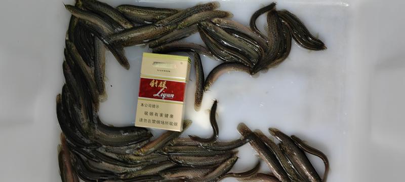 【正宗】台湾泥鳅大量现货供应产地一手货源直发量大价优欢迎合作