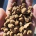 元胡延胡索大量现货量大从优现货先发欢迎电话联系