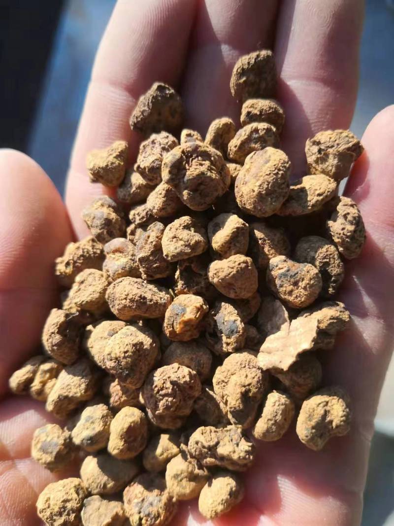 元胡延胡索大量现货量大从优现货先发欢迎电话联系