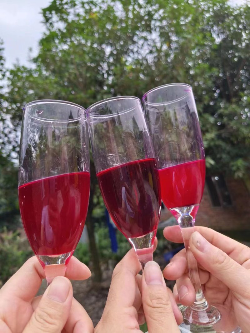 成都火龙果酒新鲜果肉制作代加工OME贴牌多规格量大从优