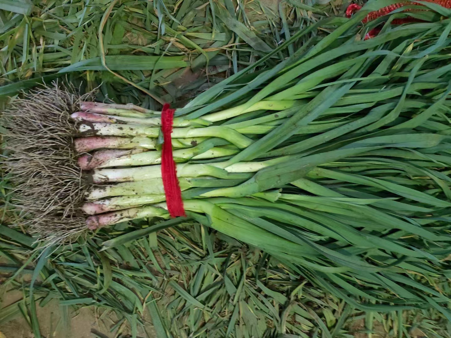 蒜苗料理成品图