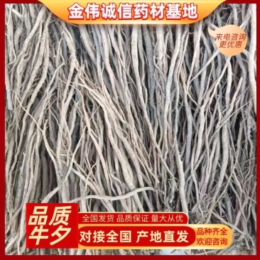牛夕。赤峰地产中药材，颗粒、统条、鲜牛夕，现货供应