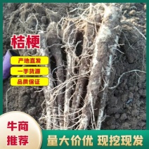 赤峰二年生鲜桔梗、去皮干桔梗、皮干桔梗（水洗）