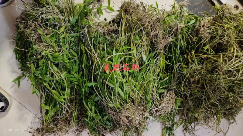 龟背石斛全国可以包邮需要的可以直接下单欢迎电话联系