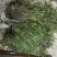 龟背石斛全国可以包邮需要的可以直接下单欢迎电话联系