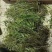 龟背石斛全国可以包邮需要的可以直接下单欢迎电话联系