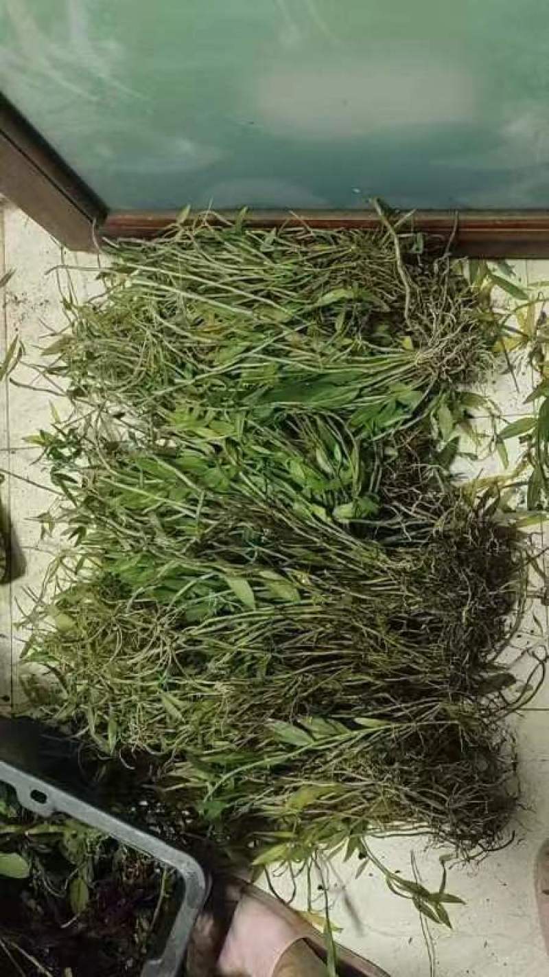 龟背石斛全国可以包邮需要的可以直接下单欢迎电话联系