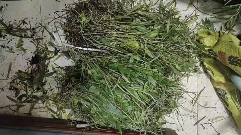 美花石斛新鲜量大从优欢迎电话联系下单直接包邮