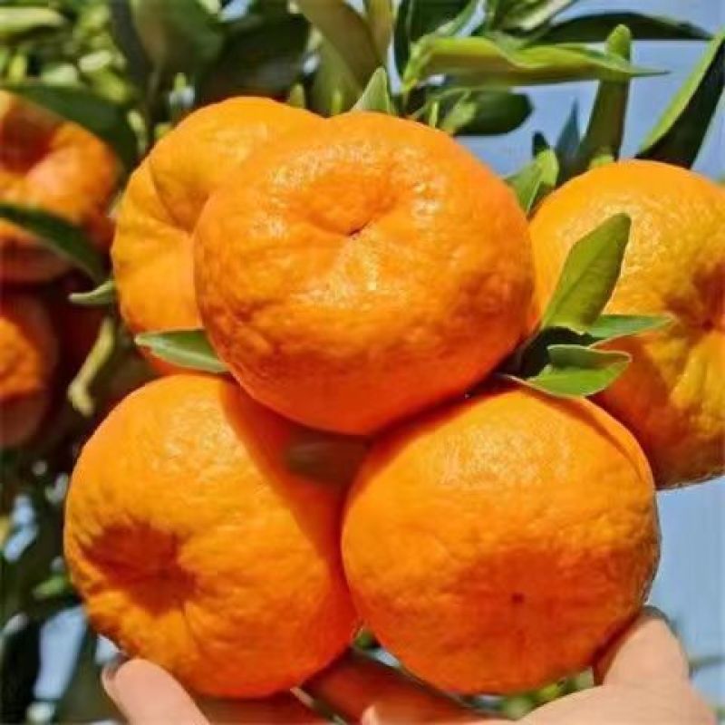 【精品】椪柑大量现货供应品质优果型好一手货源量大价优