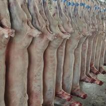 宁夏盐池滩羊肉每天现宰一手货源价格优惠。