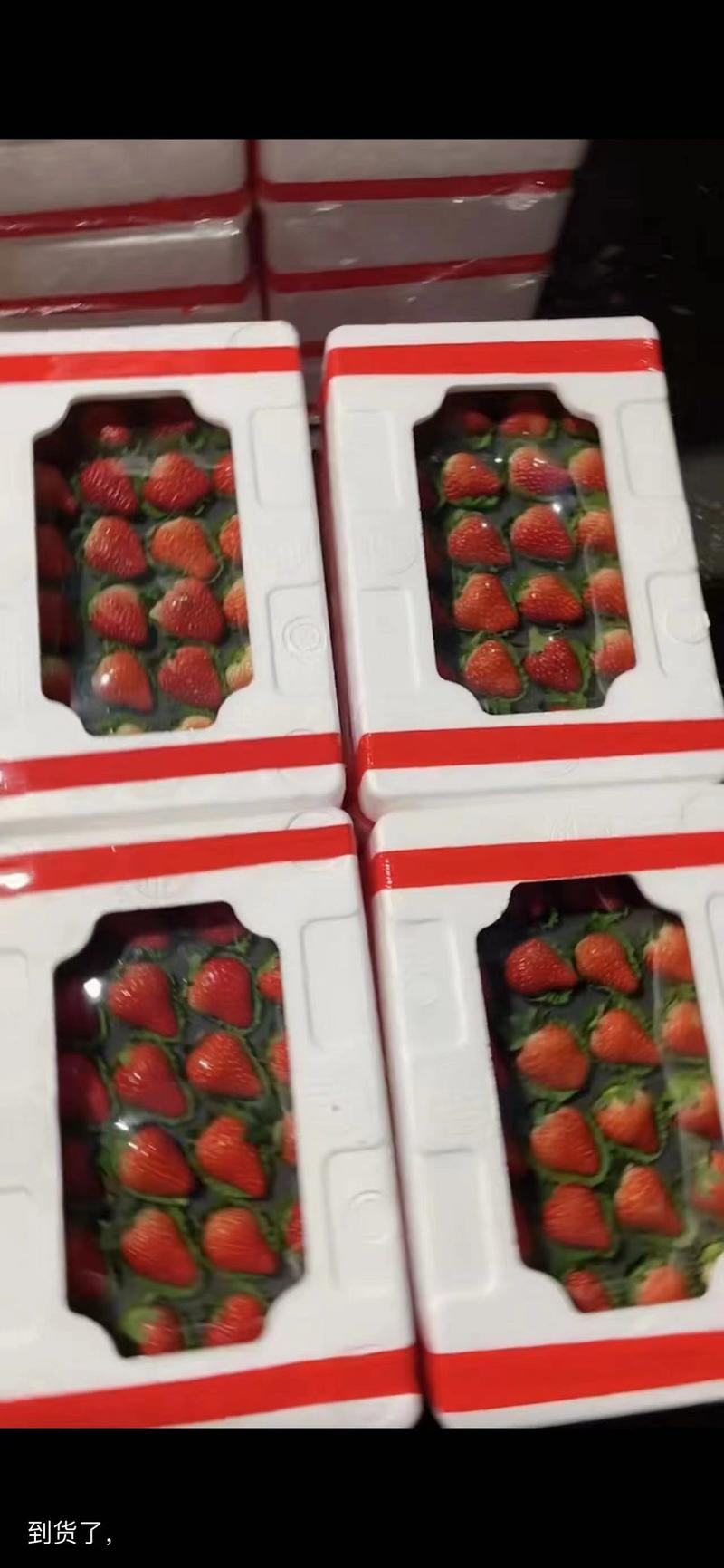 草莓天仙醉草莓安徽产地对接全国批发商超市价格优欢迎咨询