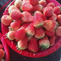 安徽太和精品草莓奶油草莓全国发货可批发欢迎咨询