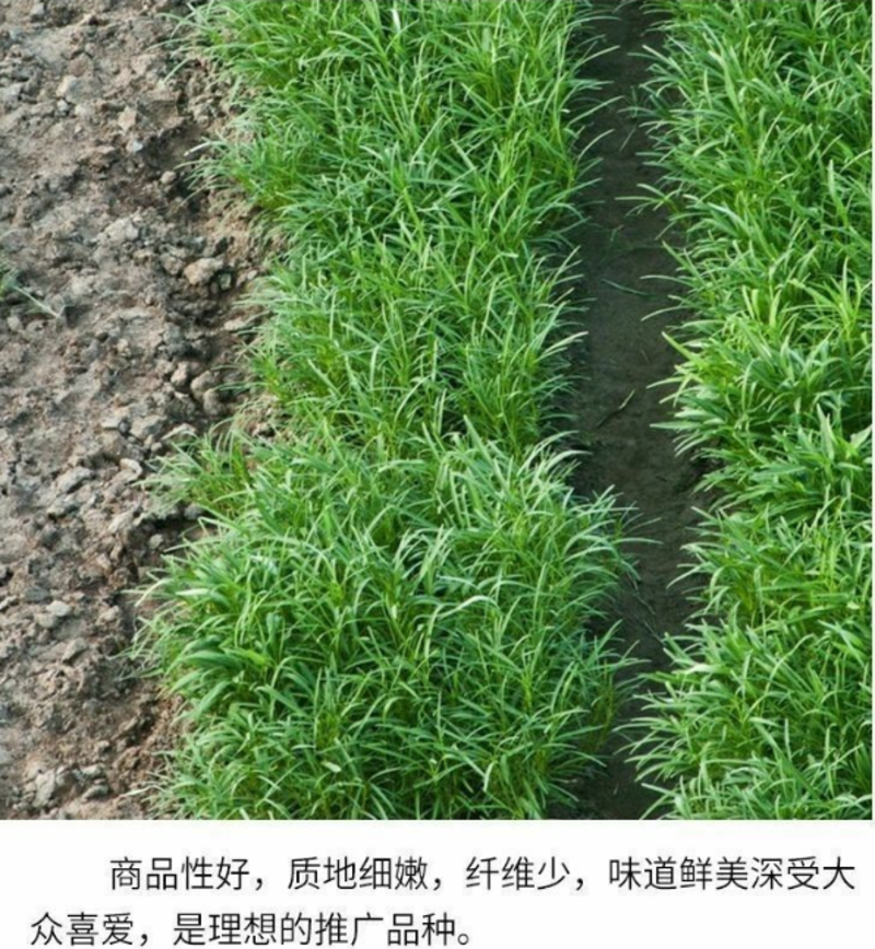 柳叶空心菜种子大叶空心菜种子阳台盆栽蔬菜种子农家四季播种