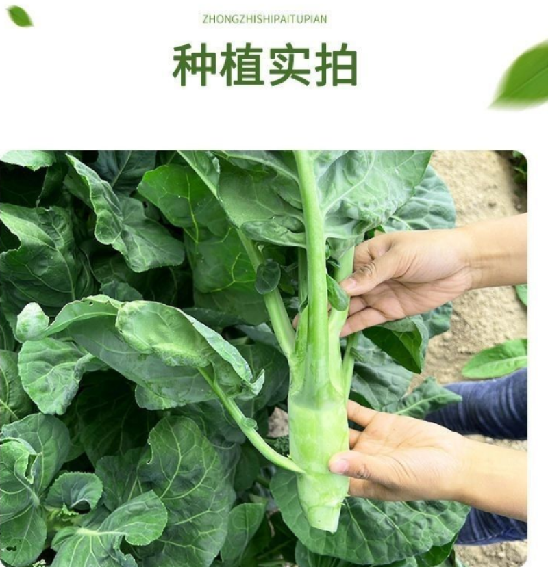 新鲜正品鸡腿芥兰种子食用芥兰菜四季阳台芥蓝籽蔬菜种子大全