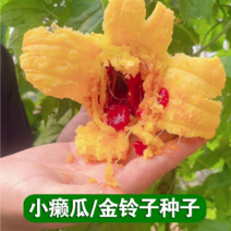 香甜金癞瓜种子金铃子赖葡萄水果苦瓜四季爬藤阳台盆栽菜种子