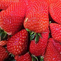 【推荐】陕西西安红颜草莓种植基地一手货源价格稳定供货