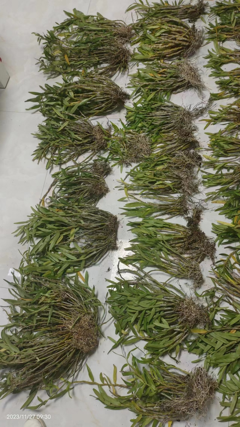广西天宫石斛热烈欢迎四海宾客来考察订购量大可以电话