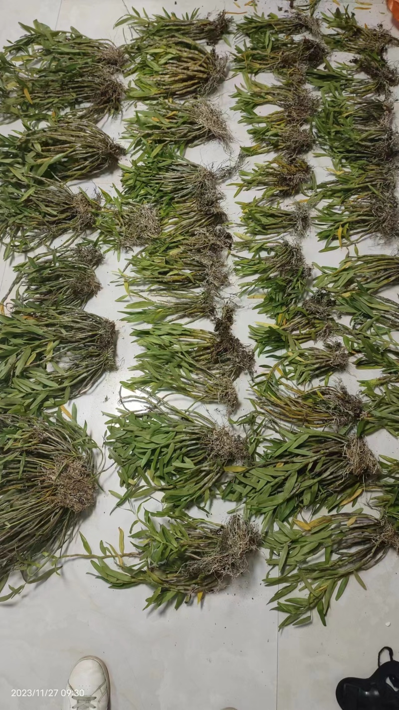 广西天宫石斛热烈欢迎四海宾客来考察订购量大可以电话