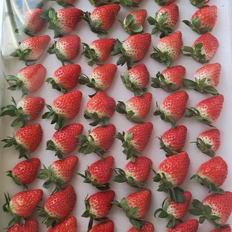 【精选】陕西西安章姬草莓种植基地一手货源价格稳定供货