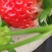 【精选】陕西西安章姬草莓种植基地一手货源价格稳定供货
