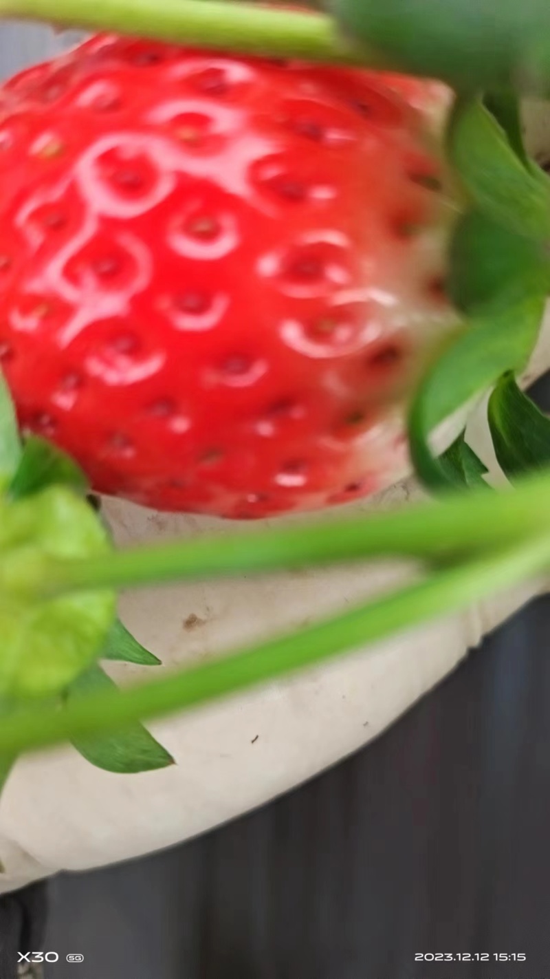 【精选】陕西西安章姬草莓种植基地一手货源价格稳定供货