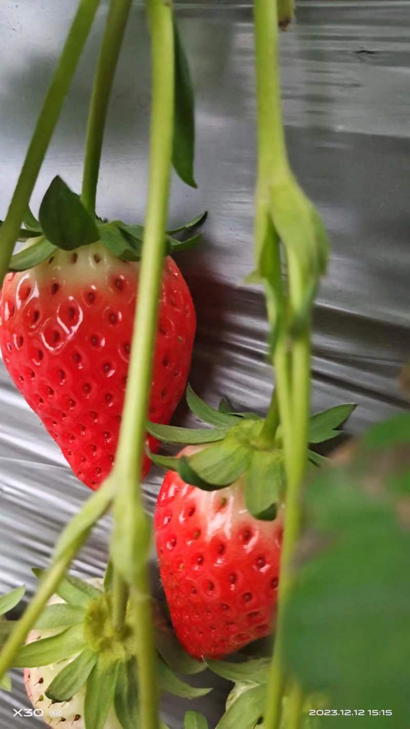 【精选】陕西西安章姬草莓种植基地一手货源价格稳定供货