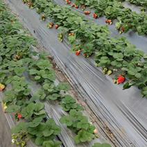 【精选】陕西西安天仙醉草莓基地一手货源价格稳定供货
