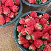 【推荐】陕西西安红颜草莓种植基地一手货源价格稳定供货