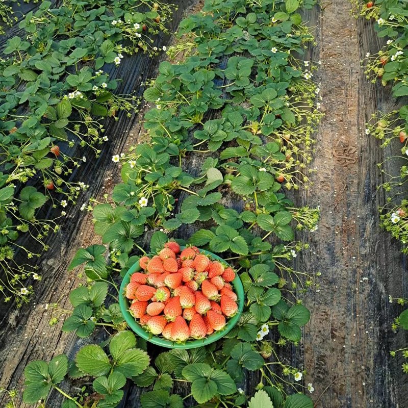 【推荐】陕西西安红颜草莓种植基地一手货源价格稳定供货