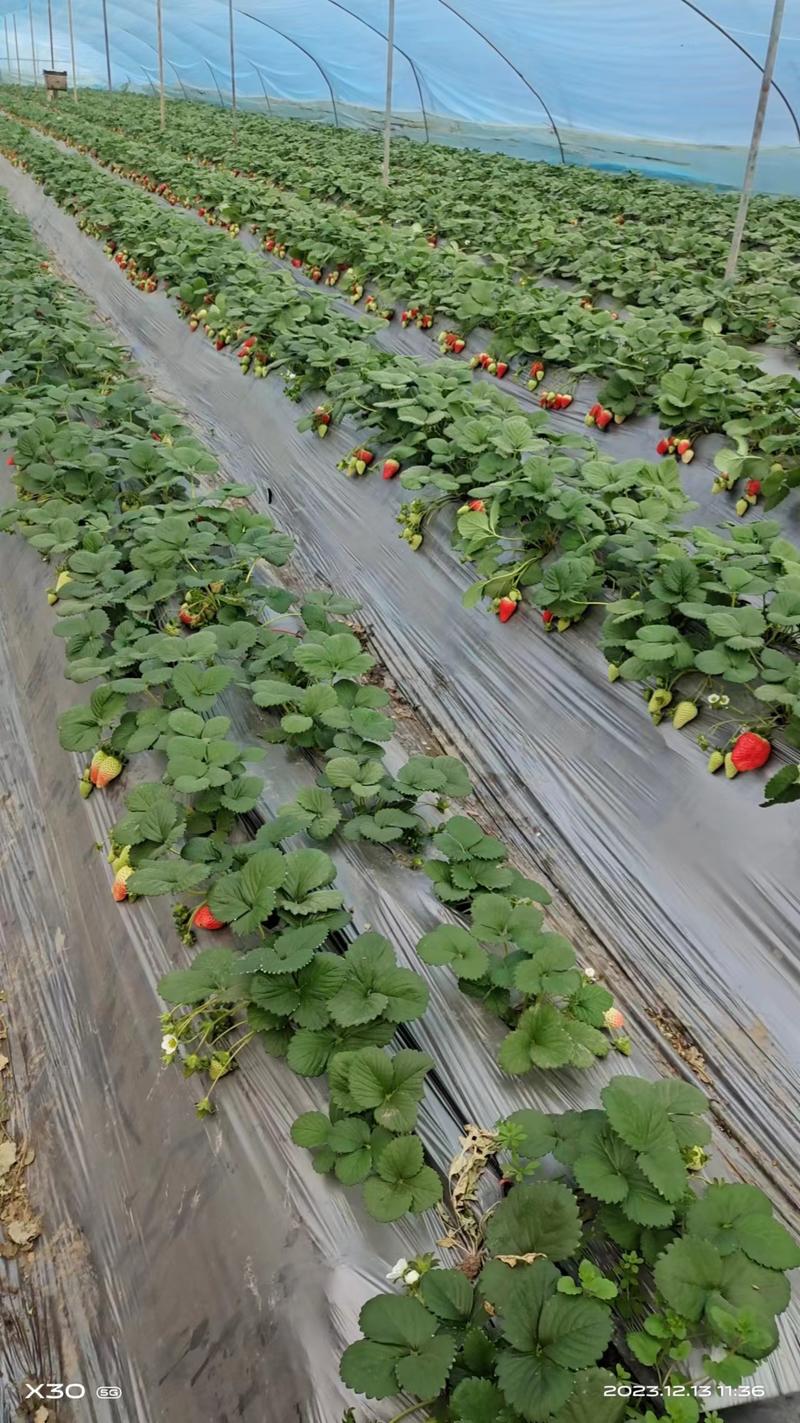 【精选】陕西西安天仙醉草莓基地一手货源价格稳定供货
