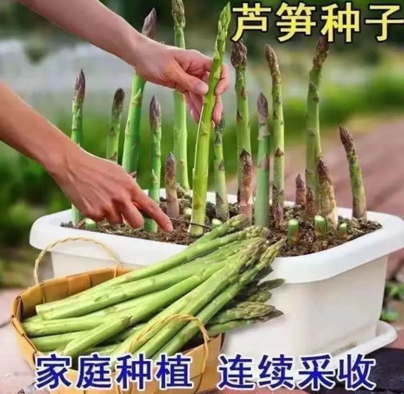 芦笋种子四季种植蔬菜进口绿芦笋种籽抗热耐寒高营养蔬菜种子