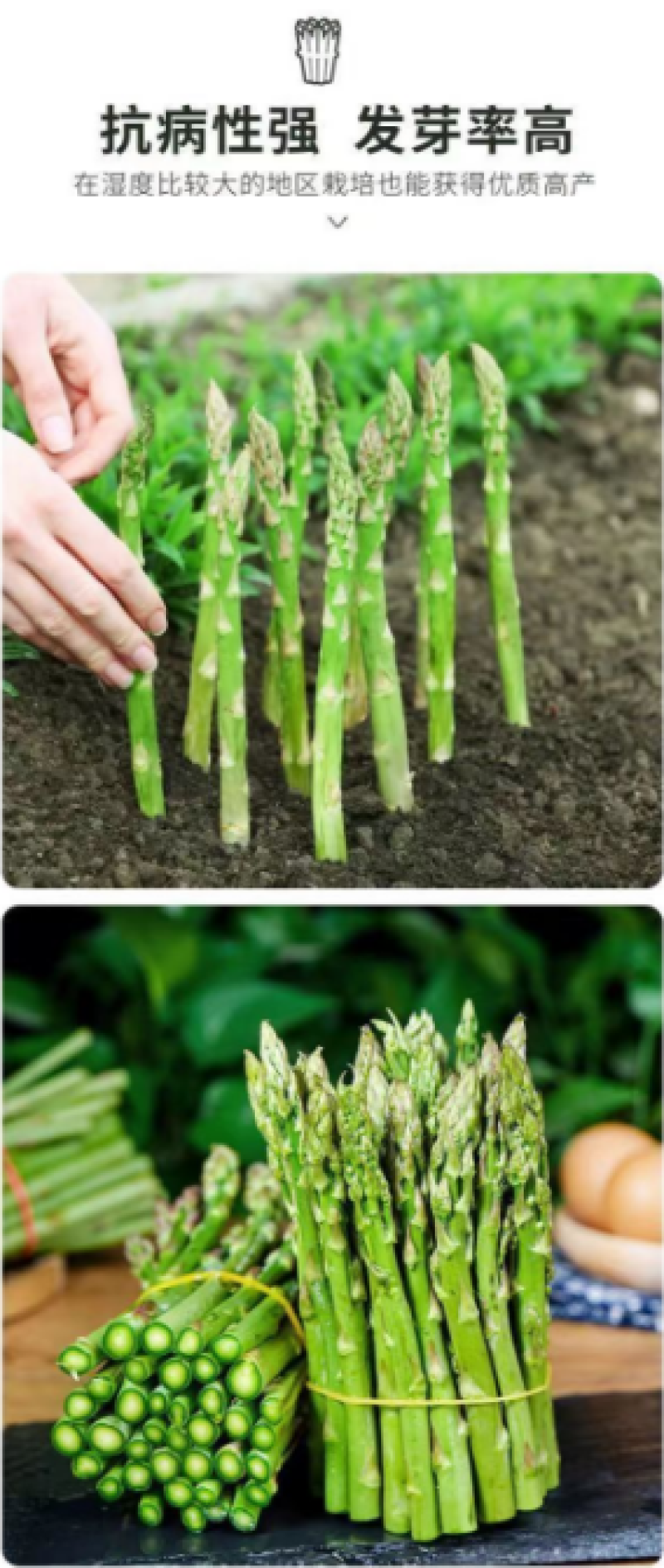 芦笋种子四季种植蔬菜进口绿芦笋种籽抗热耐寒高营养蔬菜种子