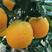 【正宗】纽荷尔脐橙大量上市中产地直发量大价优欢迎来电咨询
