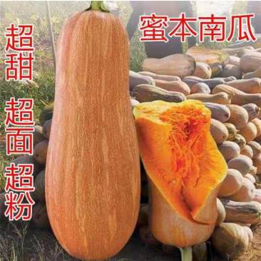 蜜本南瓜种子肉厚耐旱密本南瓜蔬菜园艺种子