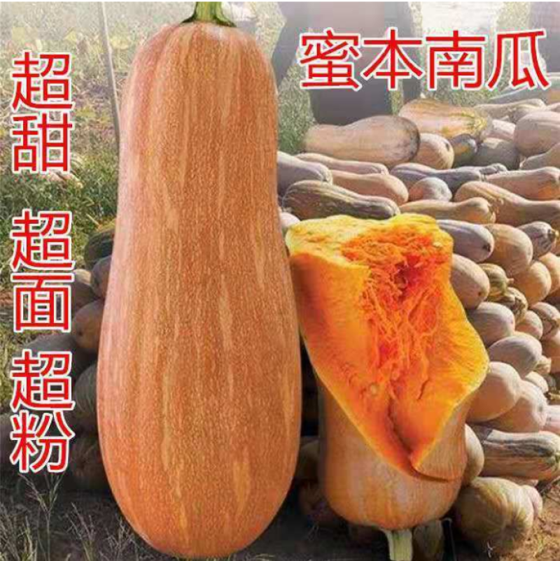 蜜本南瓜种子肉厚耐旱密本南瓜蔬菜园艺种子