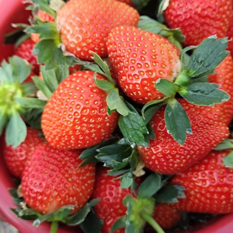 香野草莓散户供货安丘散户商超摆摊水果店供货合作来电