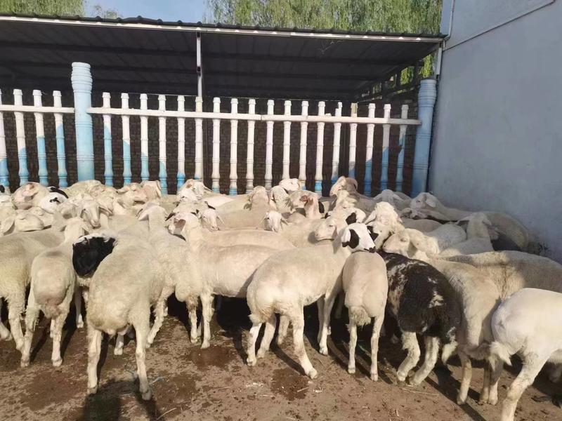 【白条羊】大量供应山西应县产地直发一手货源质量保证