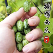 拇指西瓜种子拇指迷你脆甜西瓜种籽盆栽阳台四季蔬菜水果种子