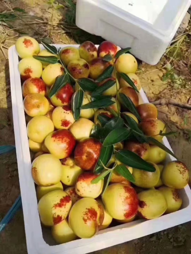 沾化冬枣脆甜可口产地直发品质保证量大从优欢迎咨询