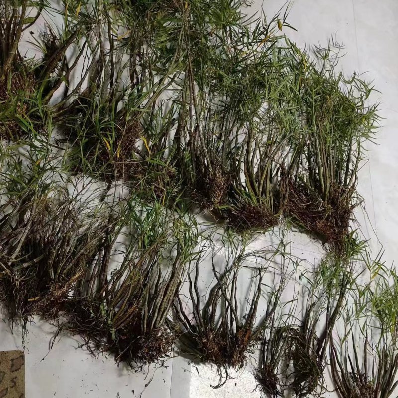 竹叶石斛大量现货现货现发欢迎电话联系下单就发全国