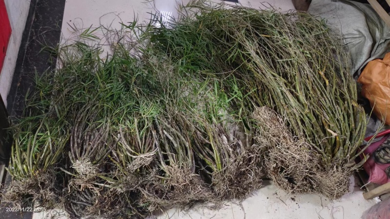 竹叶石斛大量现货现货现发欢迎电话联系下单就发全国